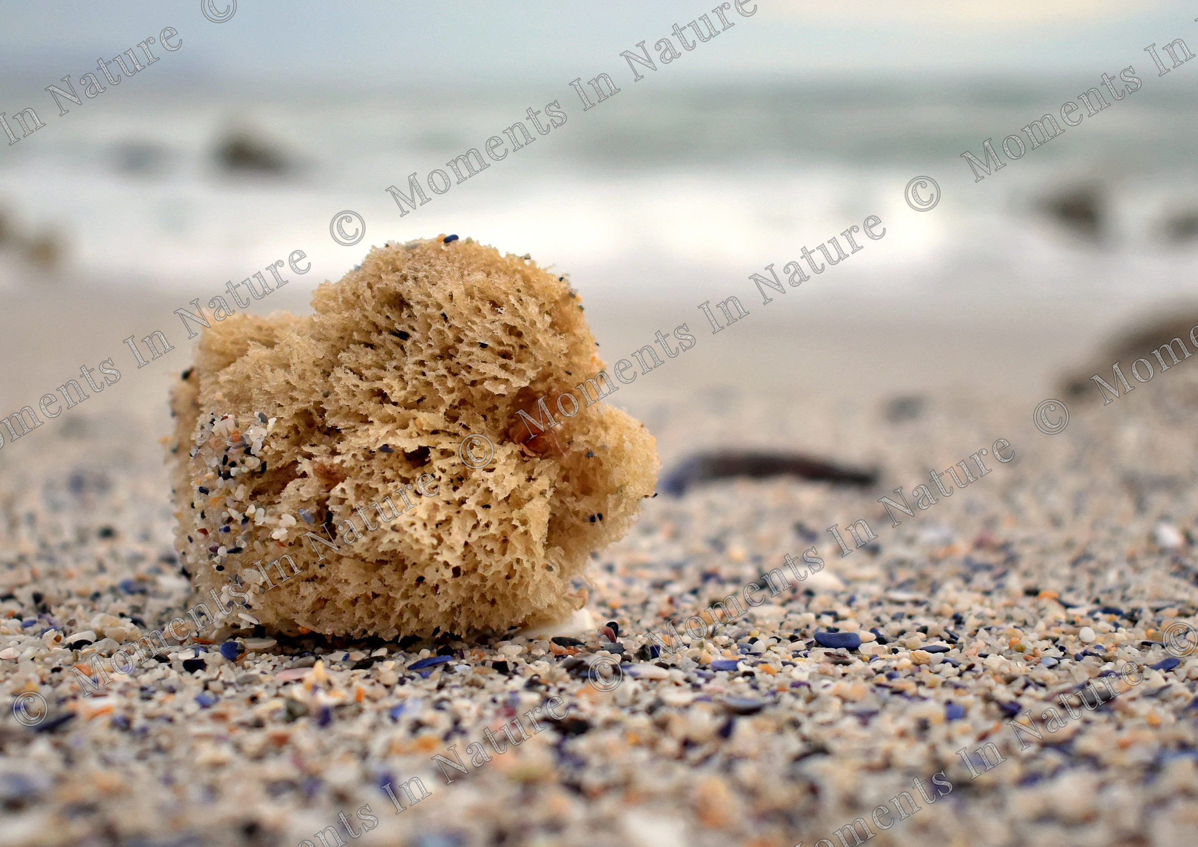 Beach finds