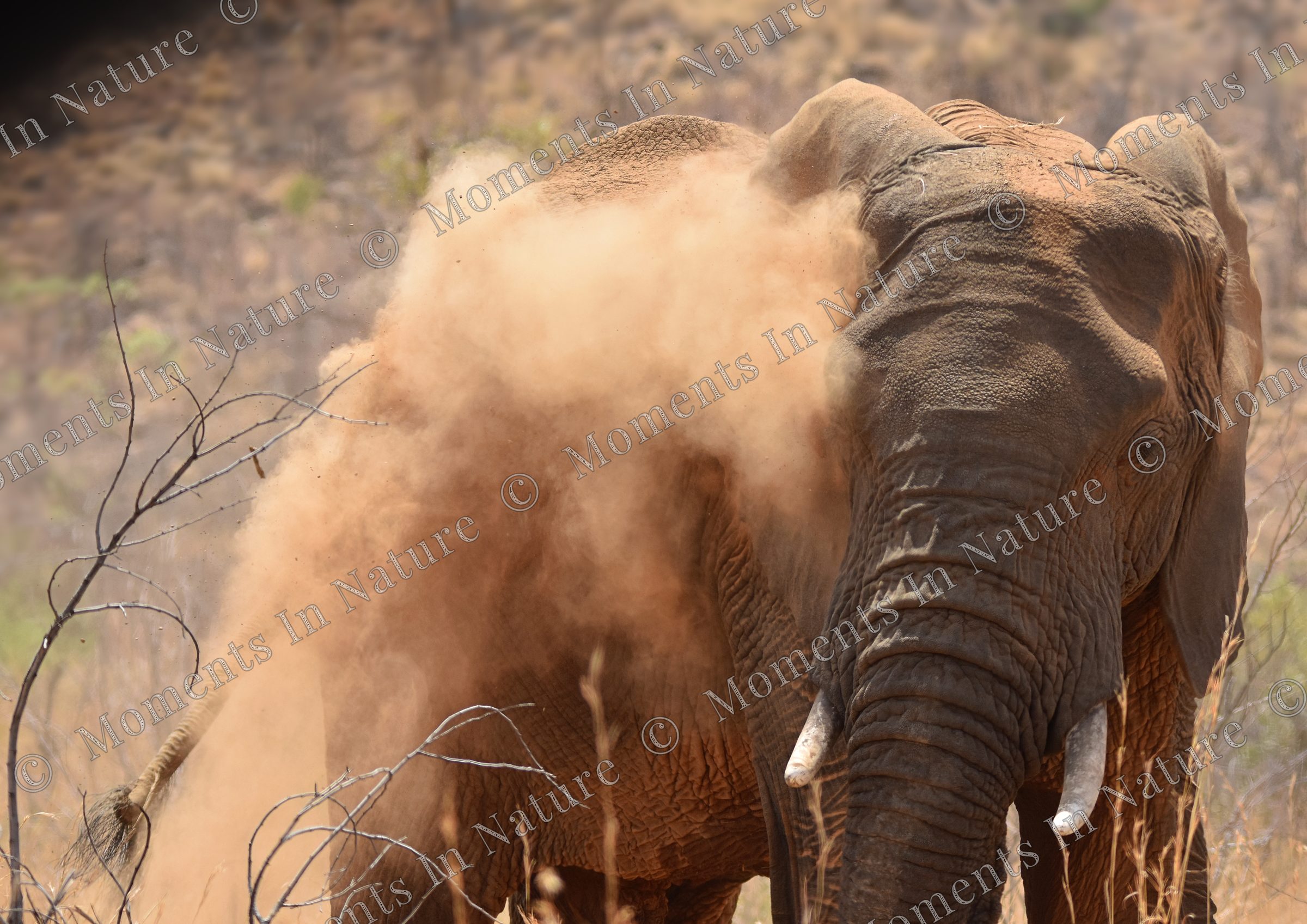 Dust bath