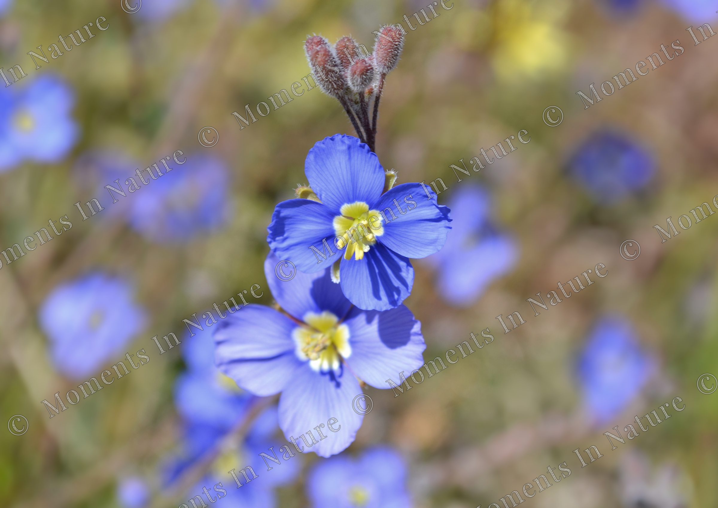 Brilliant blue
