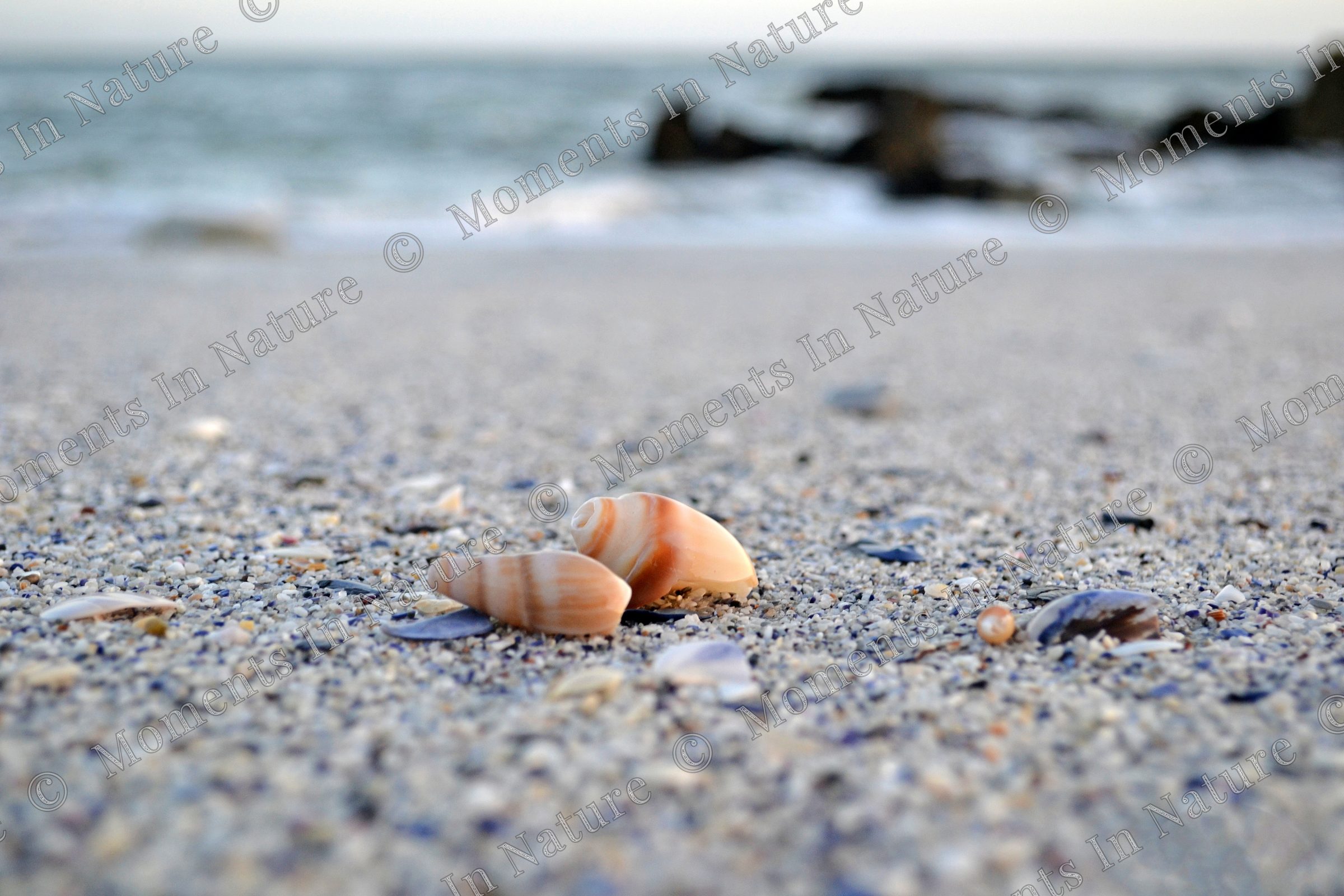 Cone shells