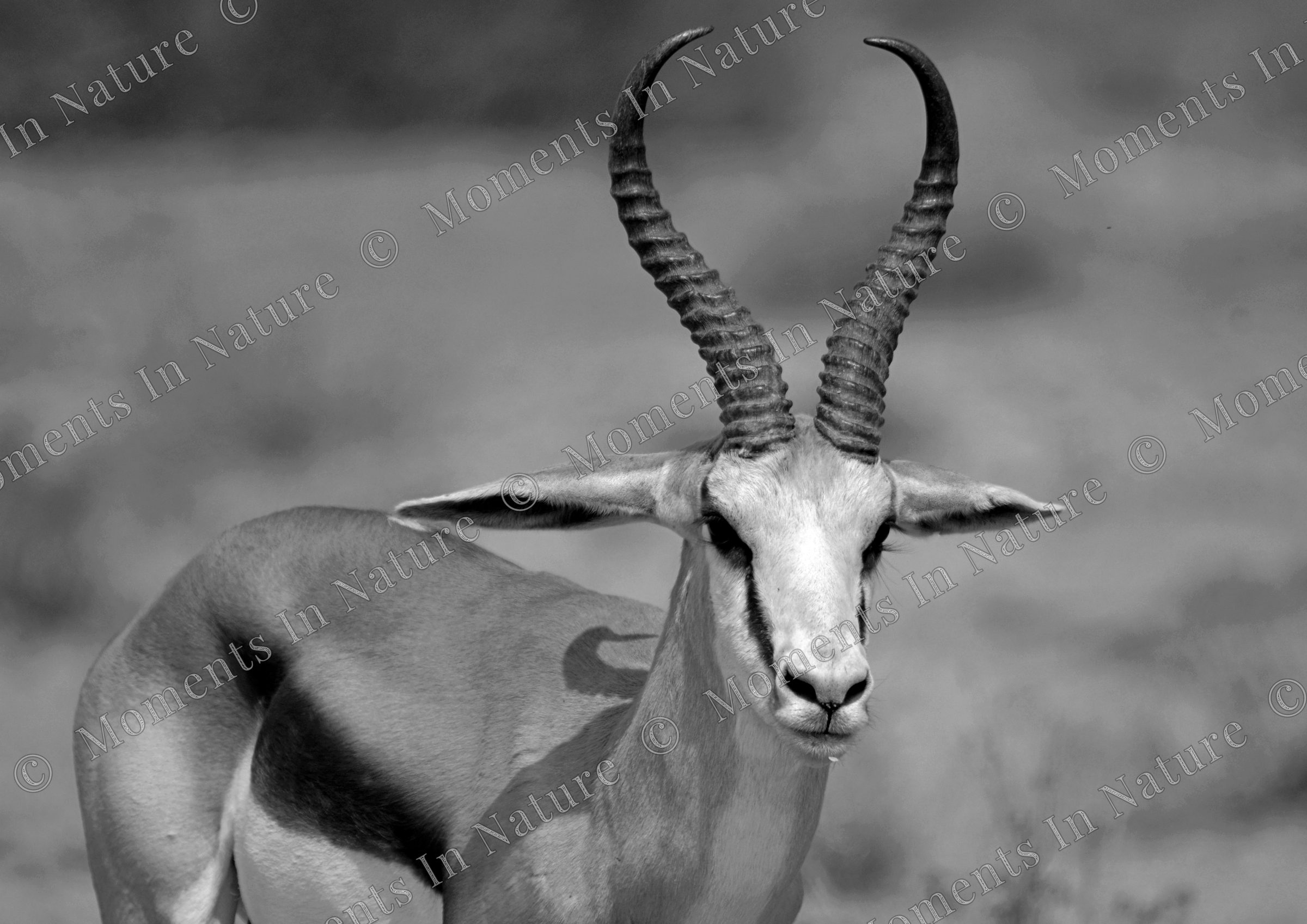Springbok