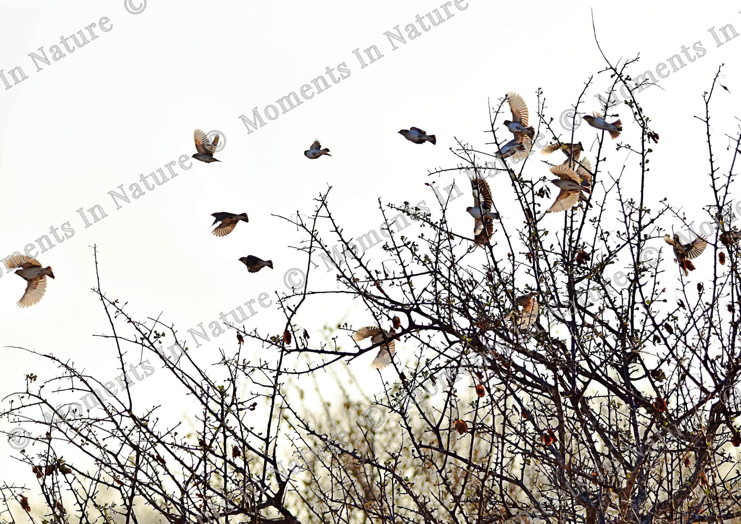 Sundown scatter