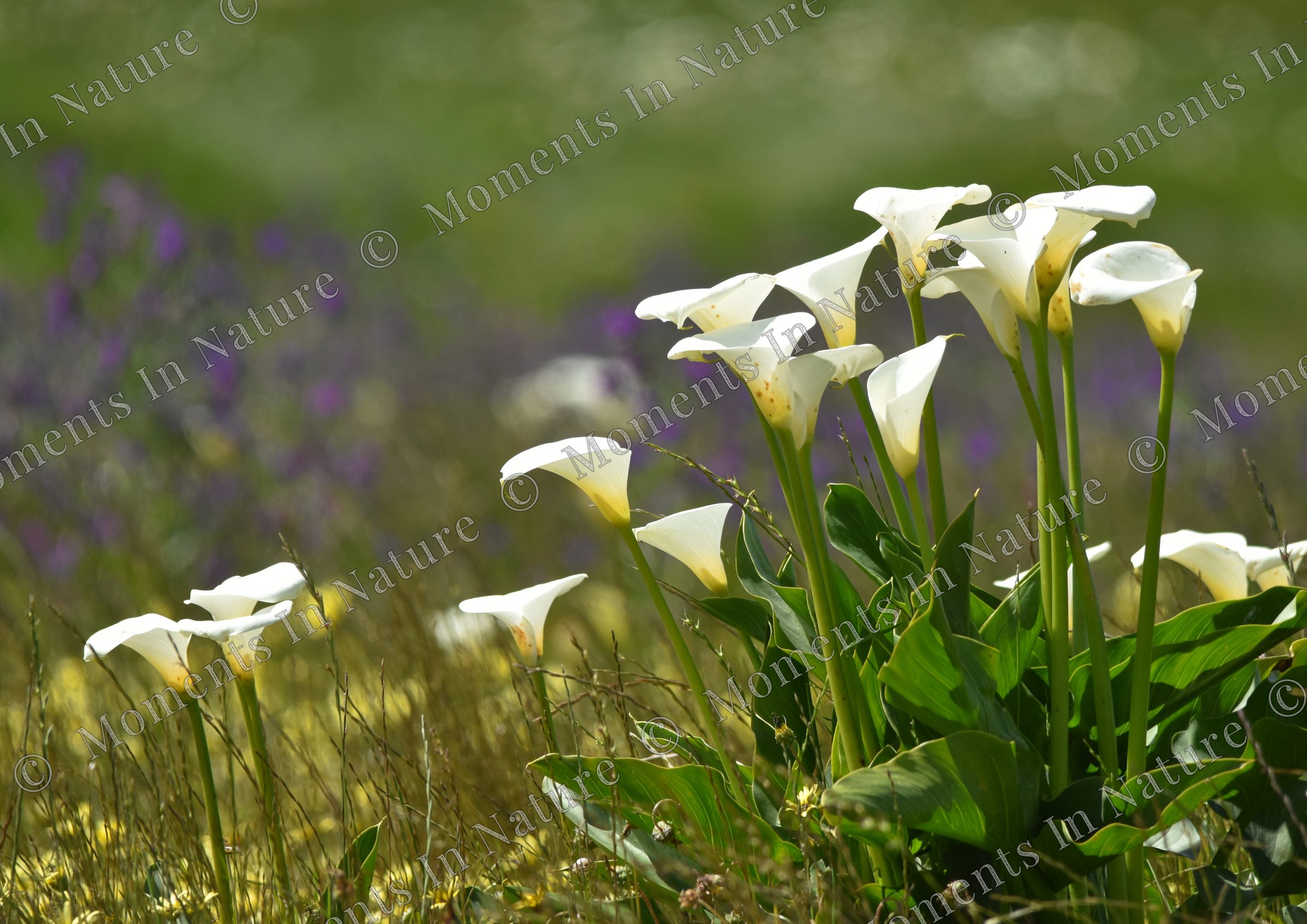 Glorious Arums