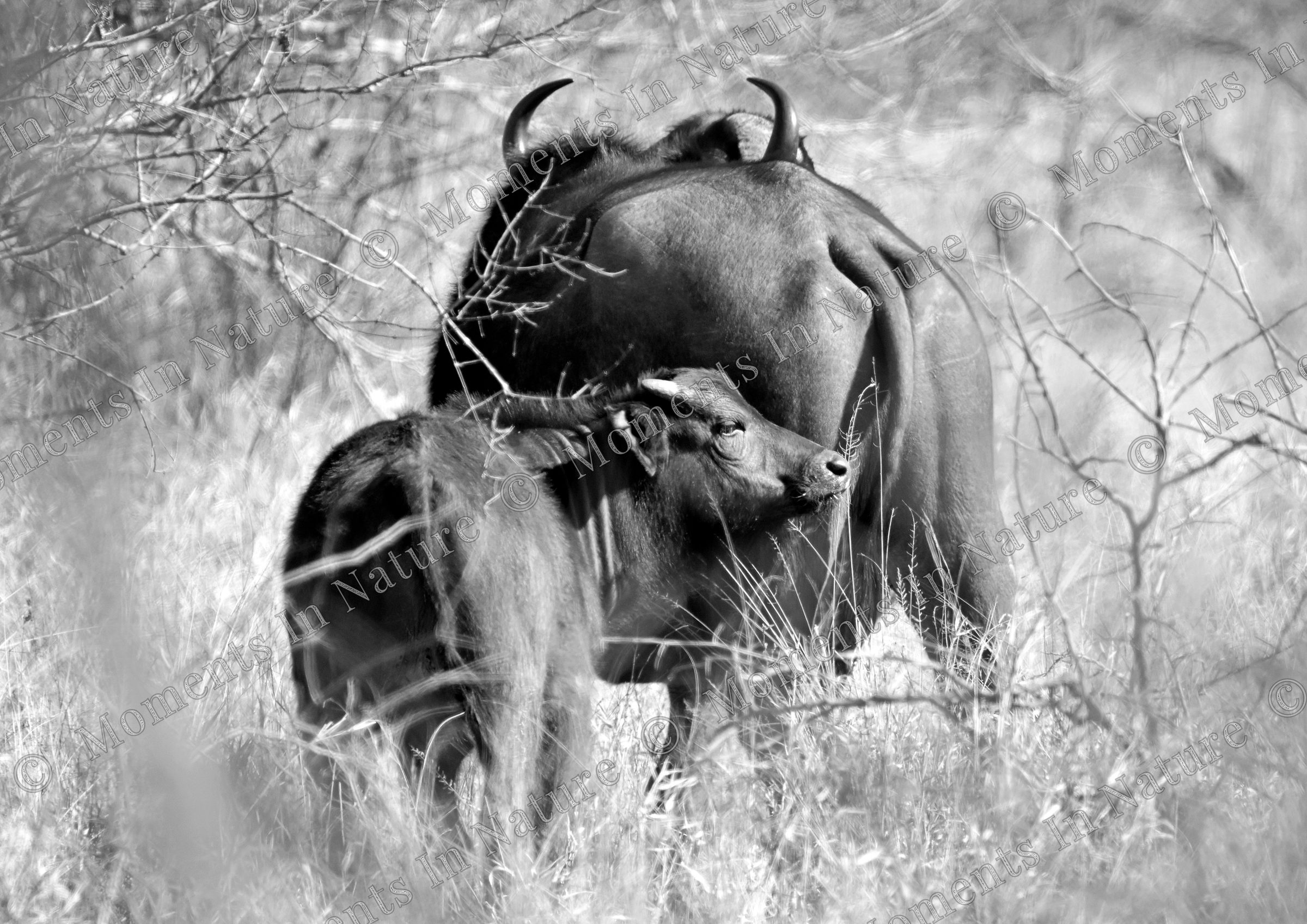 Close to mom