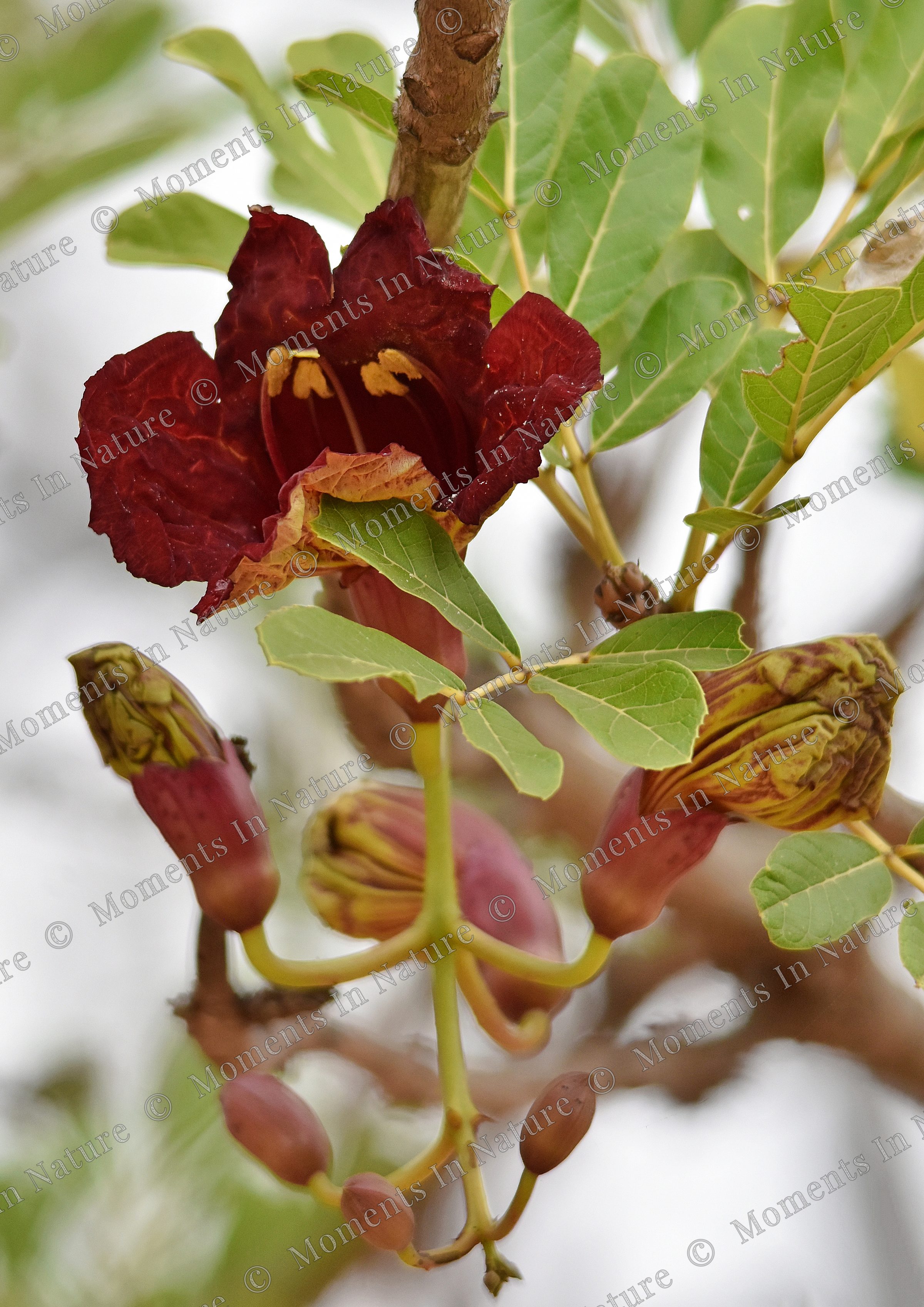 Flowering tree