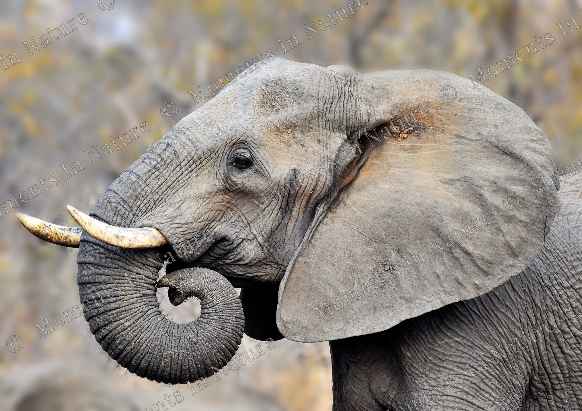 Grey giant