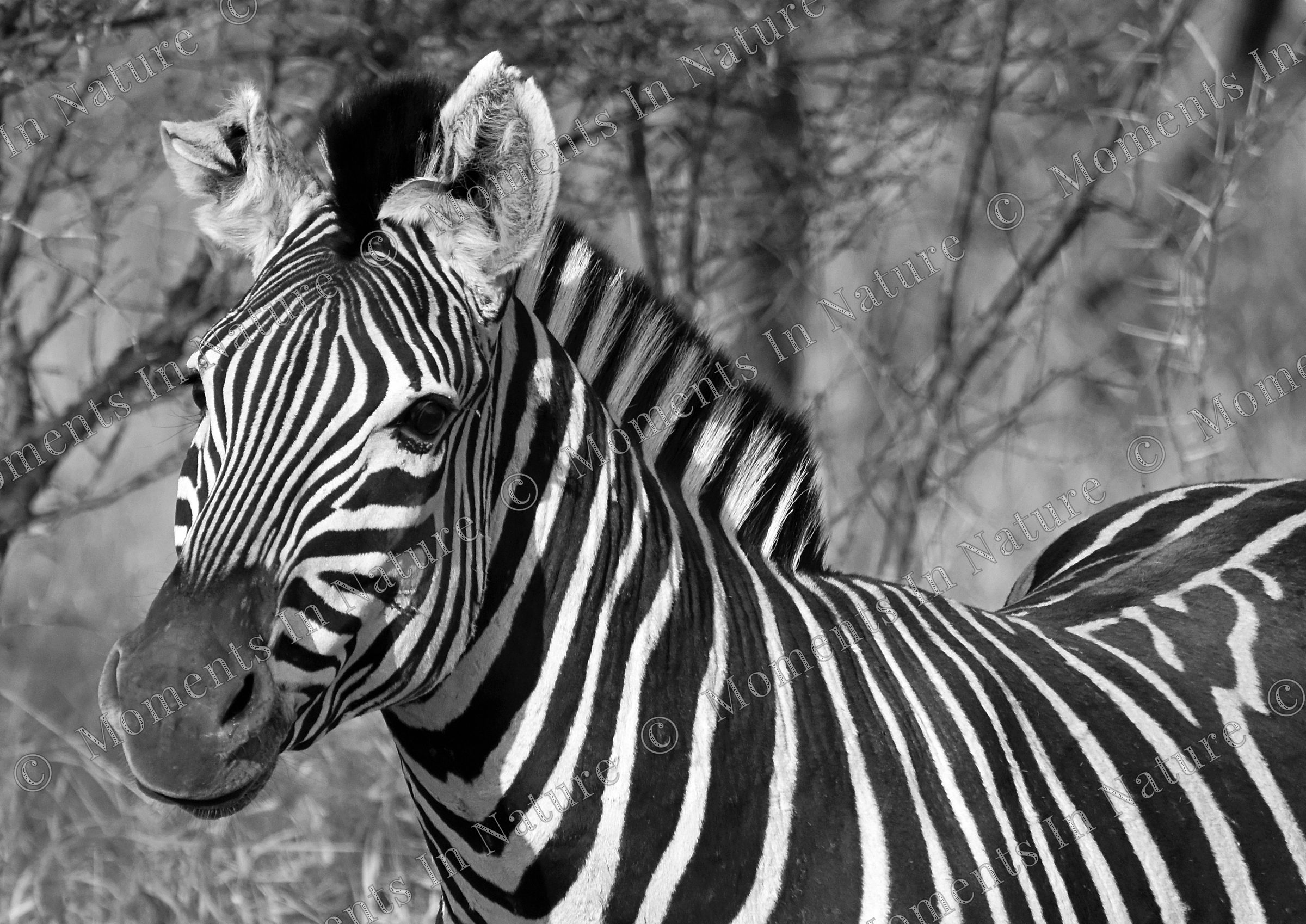 Black and white