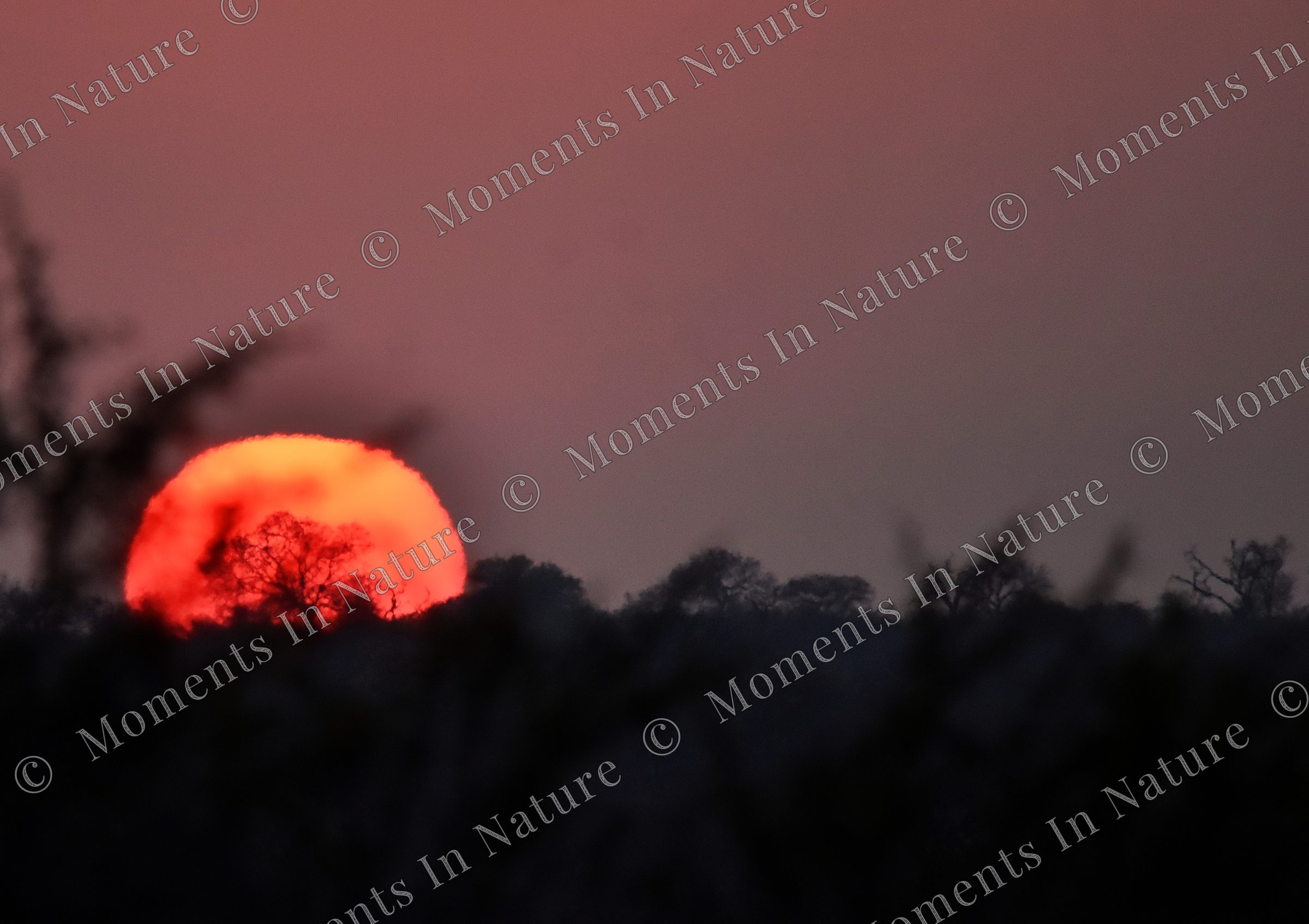 Sunrise Silhouttes