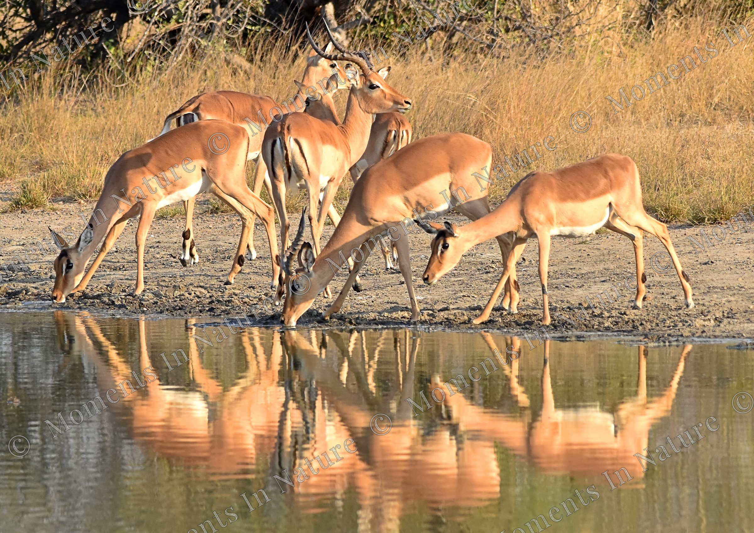Reflect on Impalas