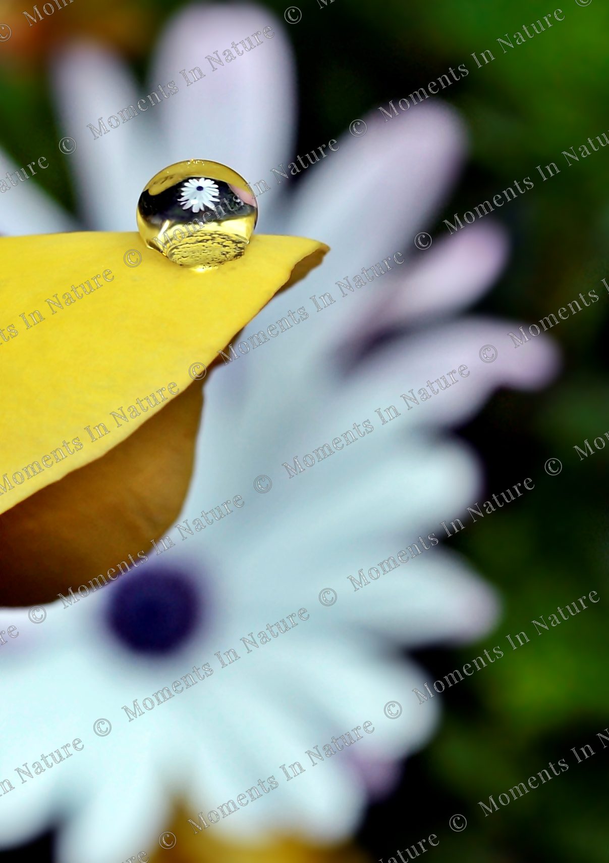 Flower in a drop