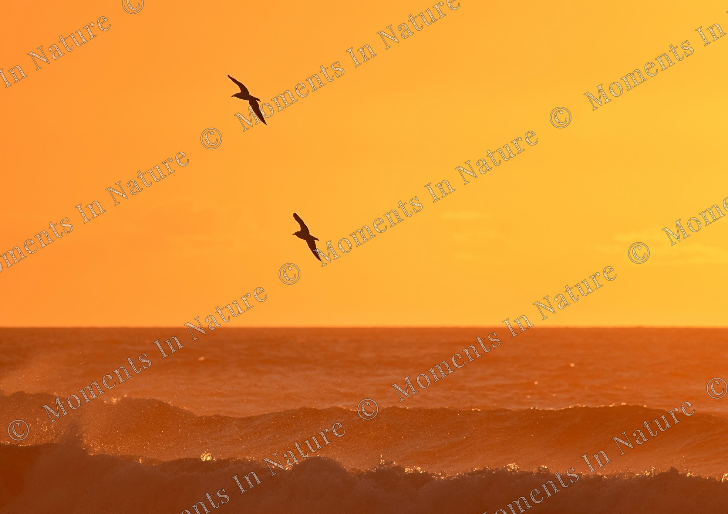 Sunset flight