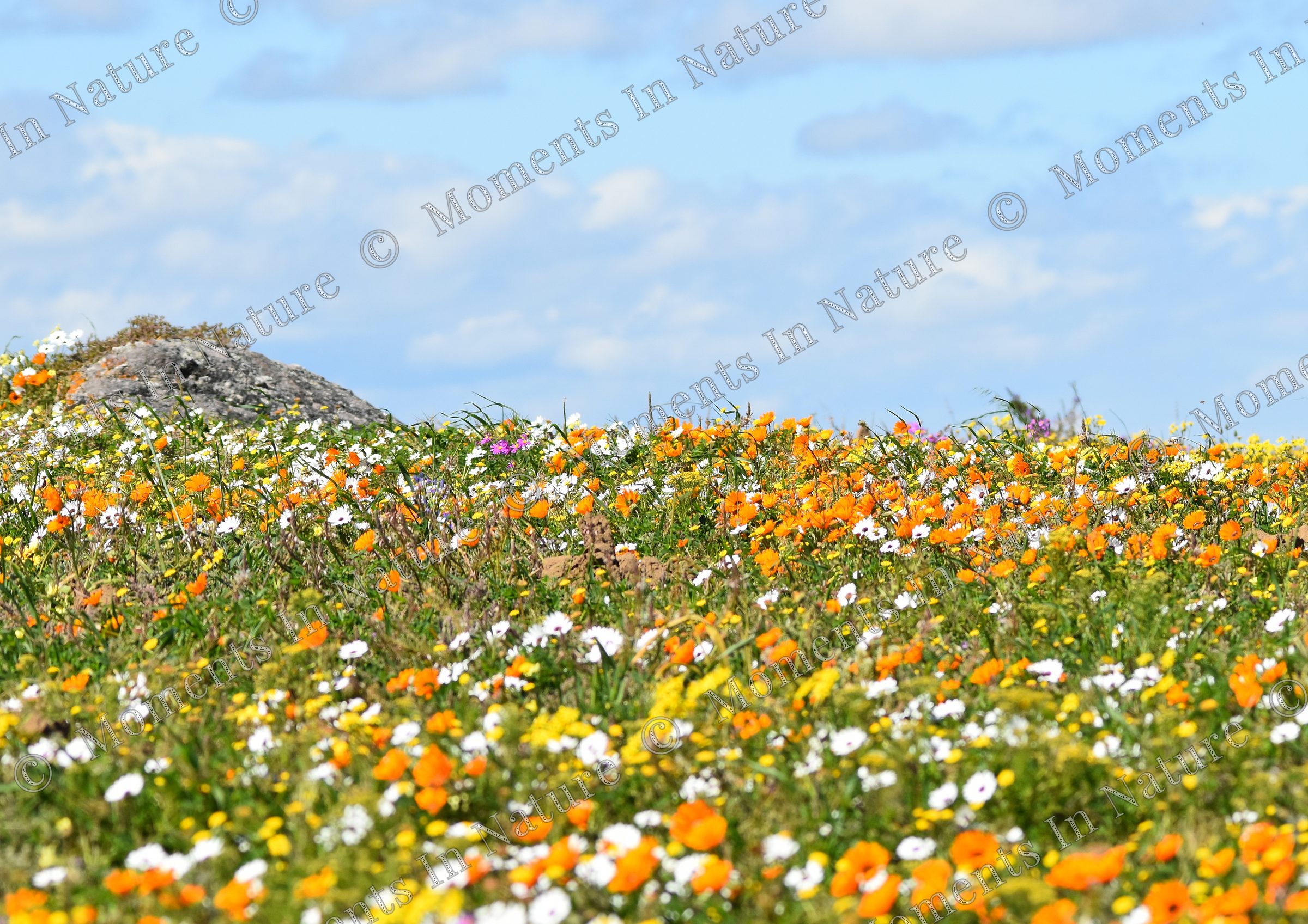 Wildflowers
