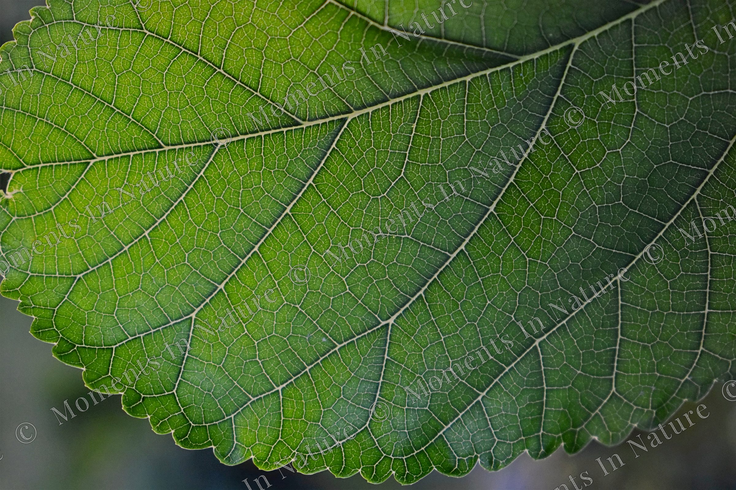 Macro leaf