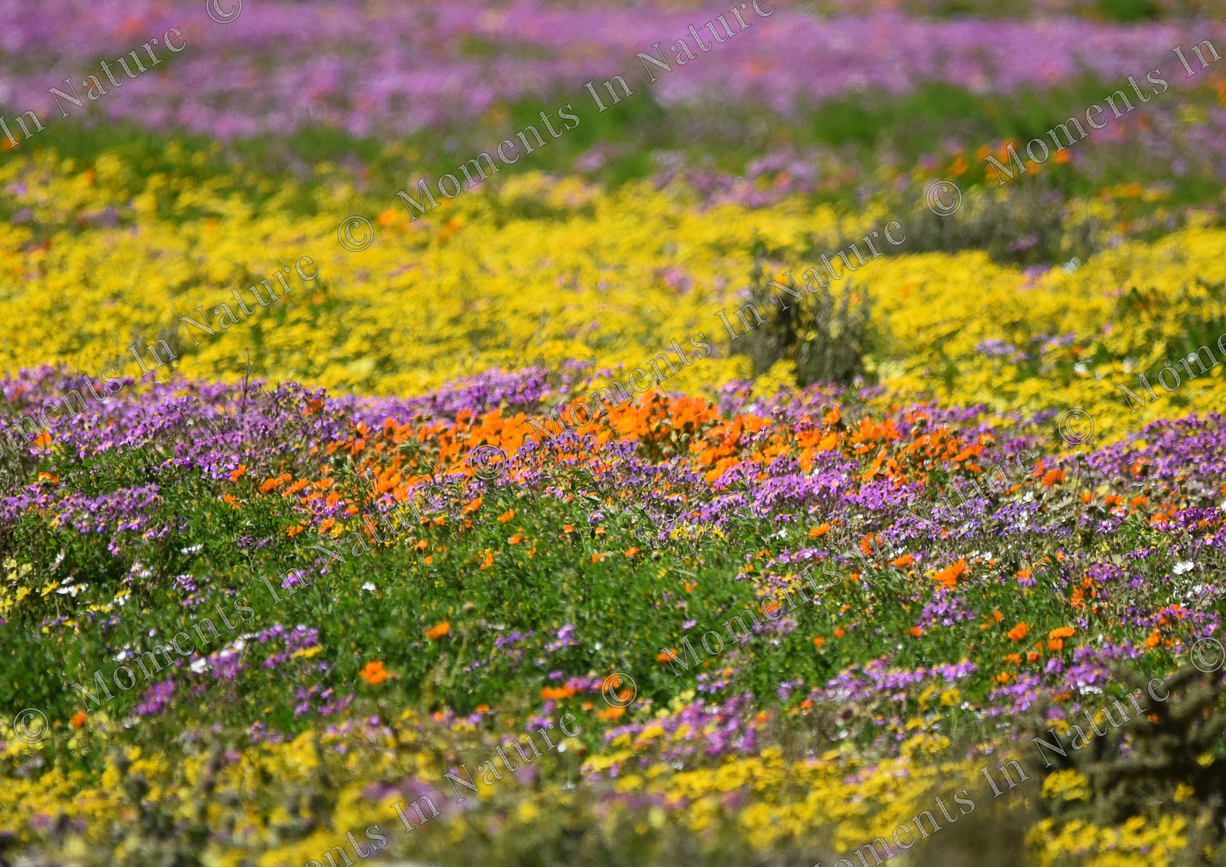 Namaqualand