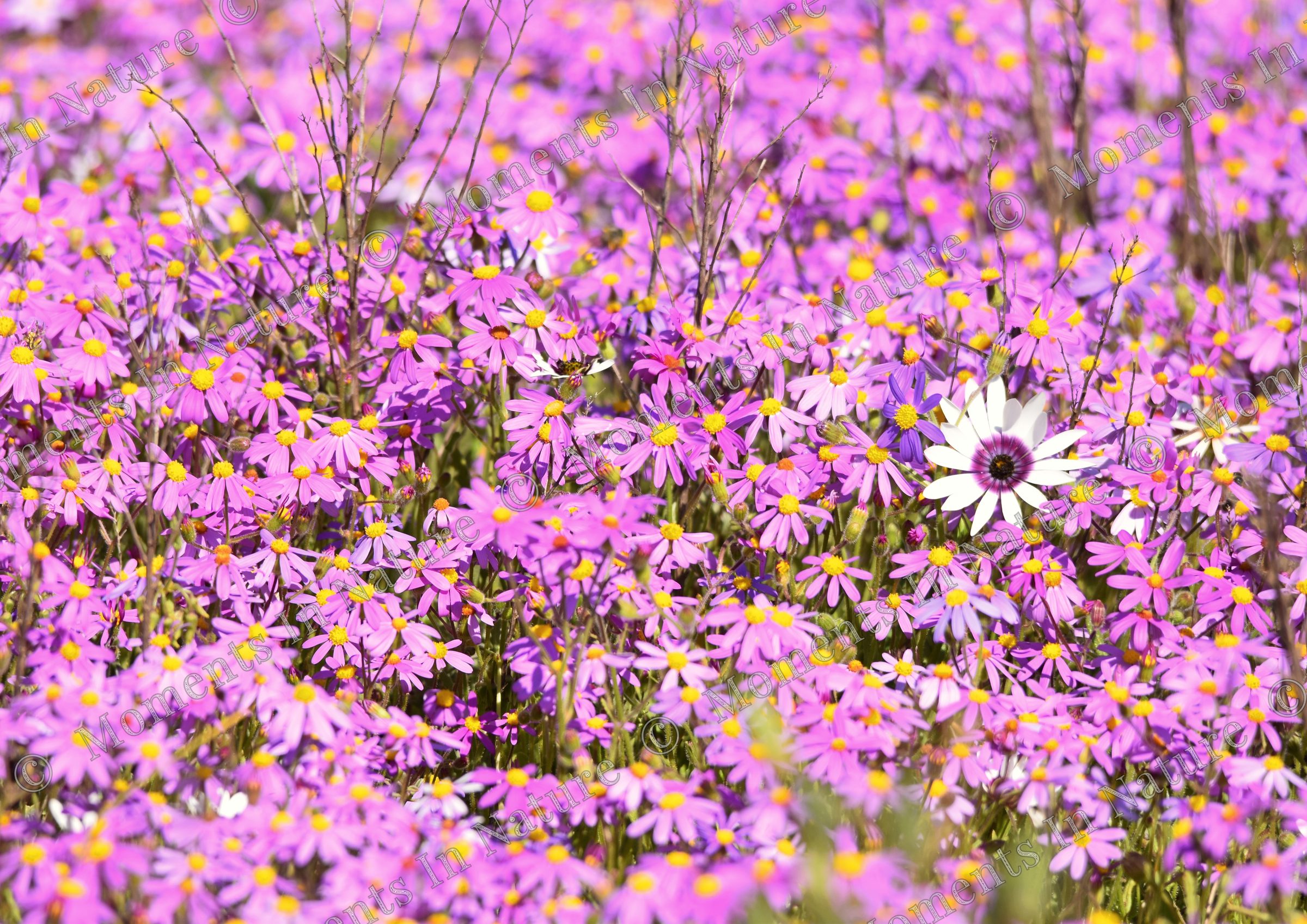 Stand out
