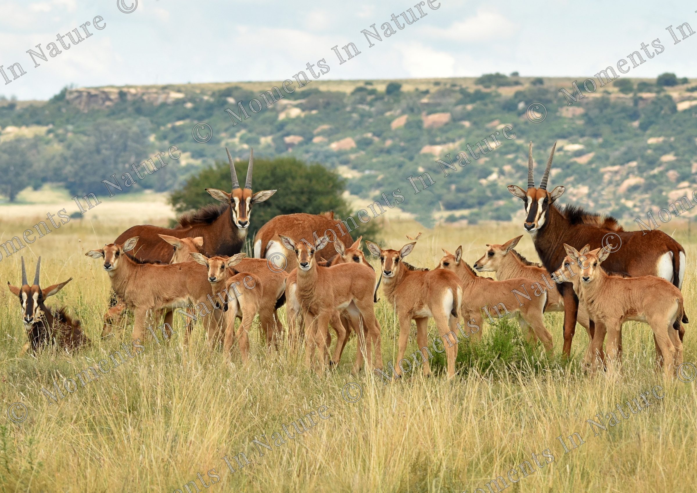 Sable Creche