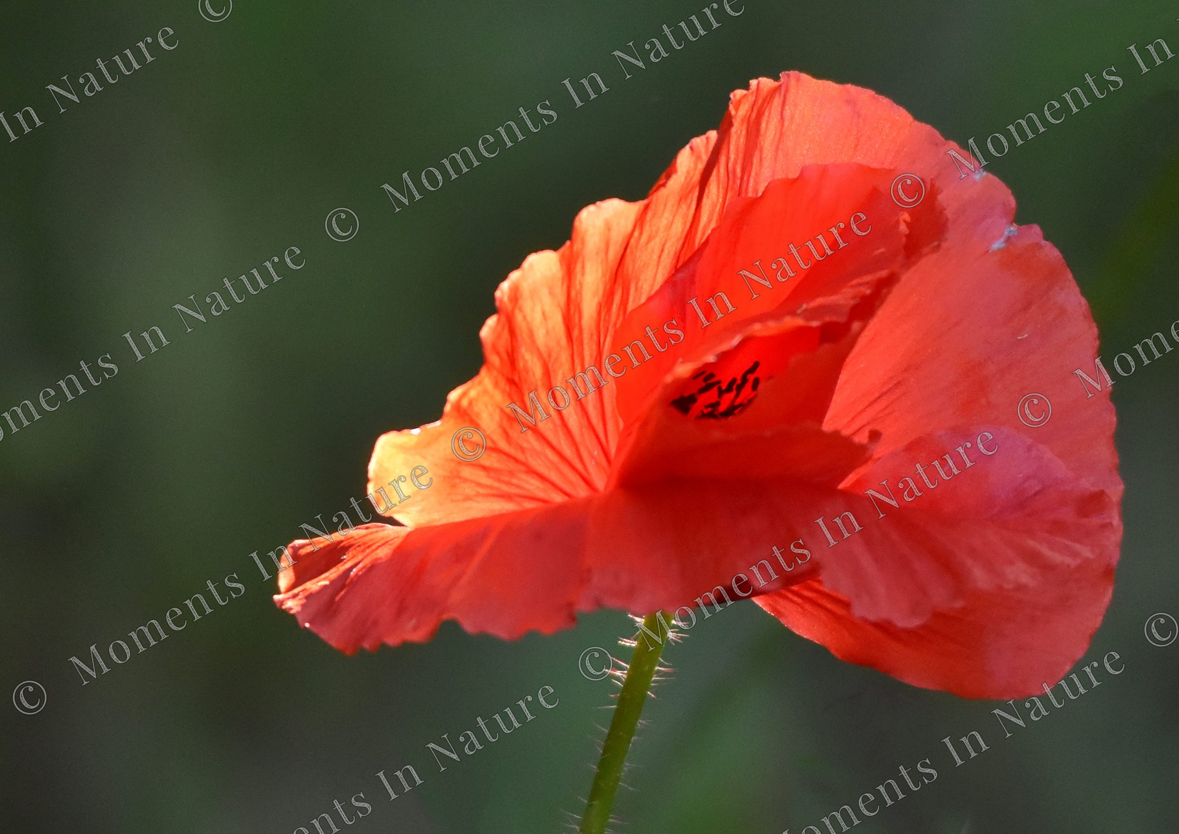Sunkissed poppy