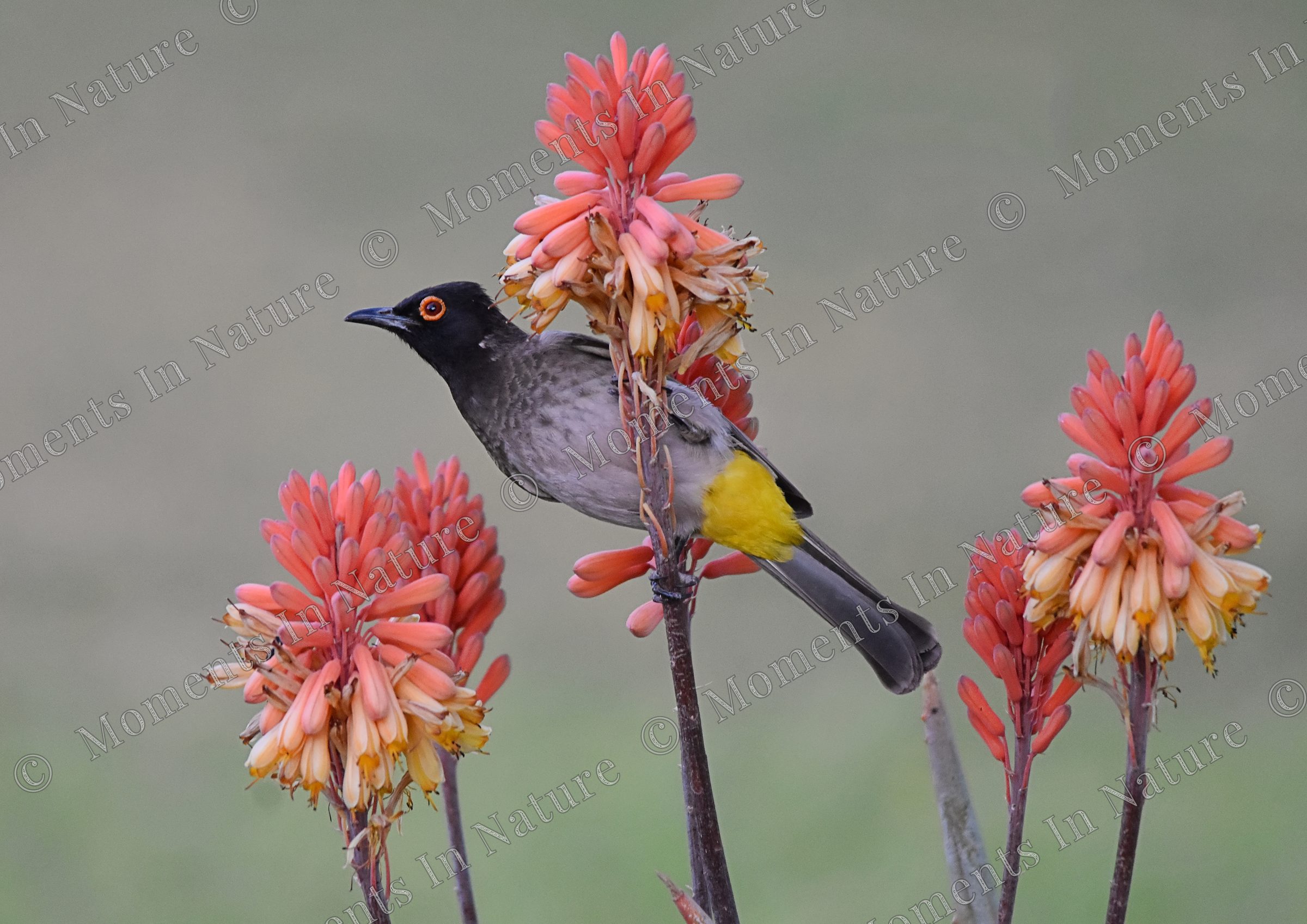 Beauty and the Bulbul